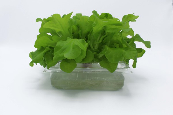 ANL Packaging verse sla
