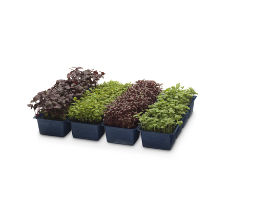 ANL Packaging tray for agriculture ANL Packaging tray for agriculture